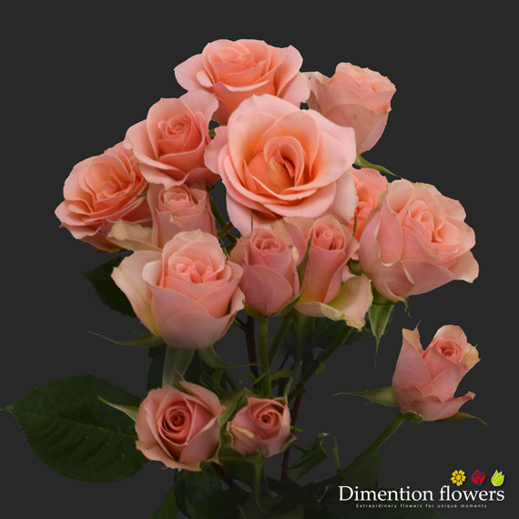 Ilse Peach Spray Rose