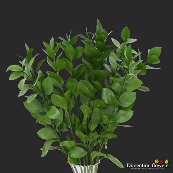 Ruscus