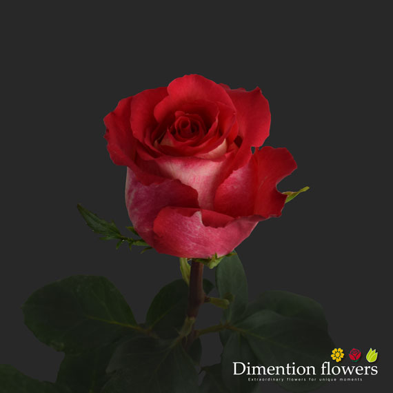 Iguazu Rose