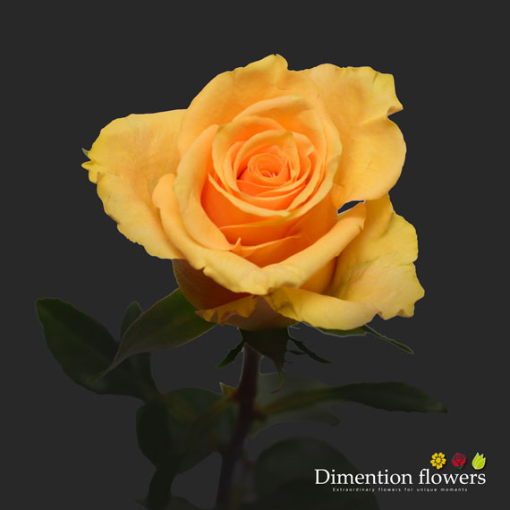 Dream in Peach Rose