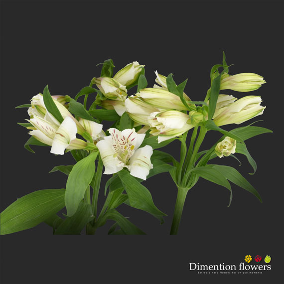 White Alstroemeria