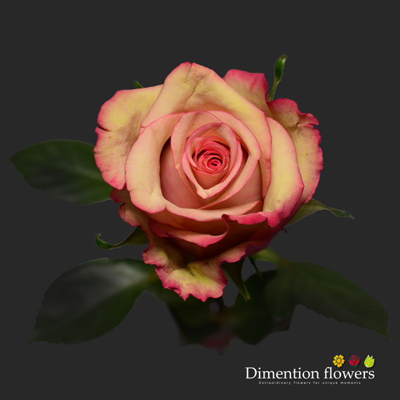 Vintage Rose