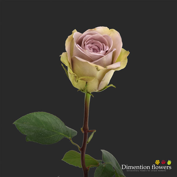 Amnesia Rose
