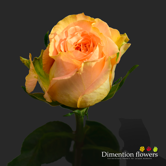 Country Home Rose