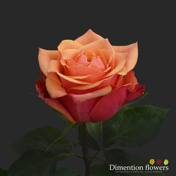 Cherry Brandy Rose