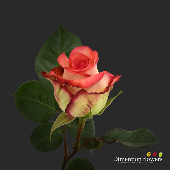 Boheme Rose