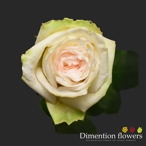 White O'Hara Rose