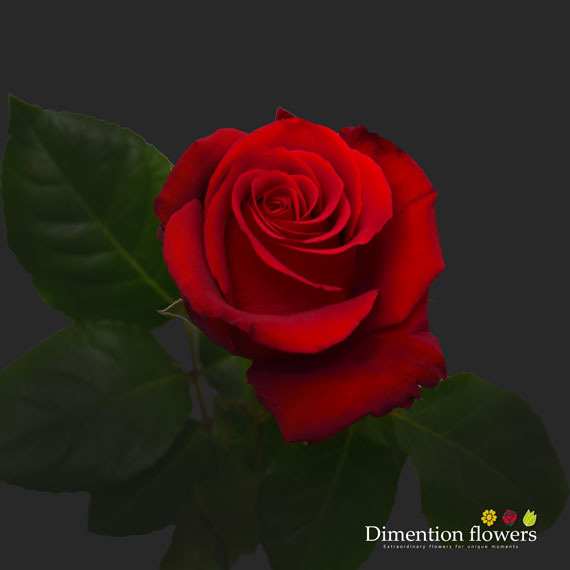 Sexy Red Rose