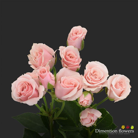 Pink Majolica Spray Rose
