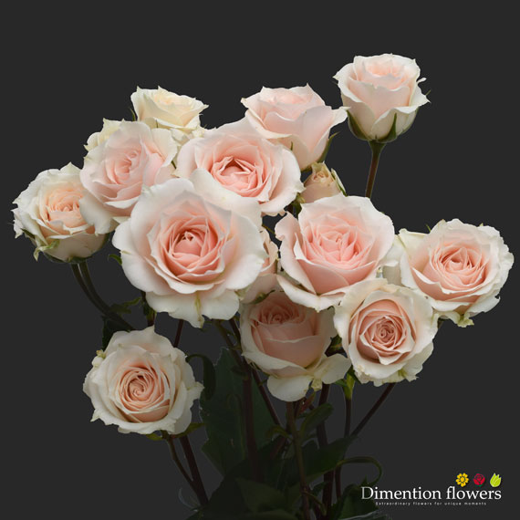 White Majolica Spray Rose