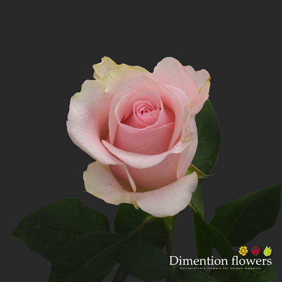 Titanic Rose