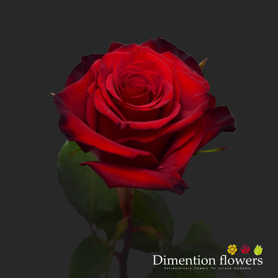 Red Paris Rose