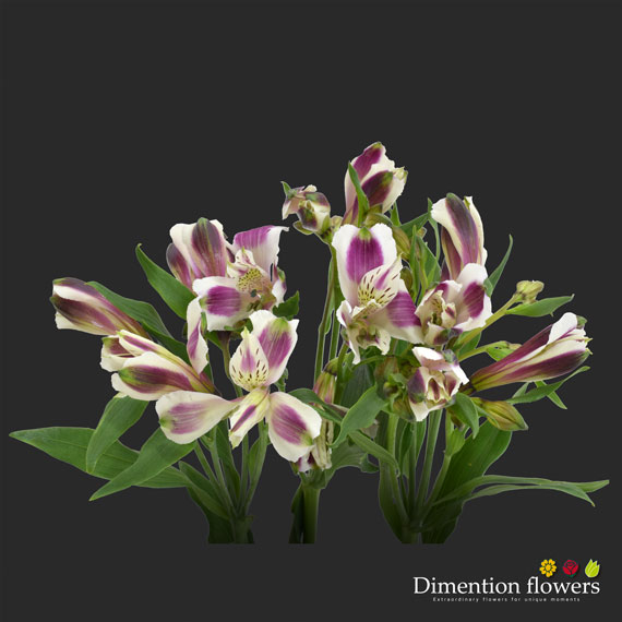 Purple Bicolor Alstroemeria 1