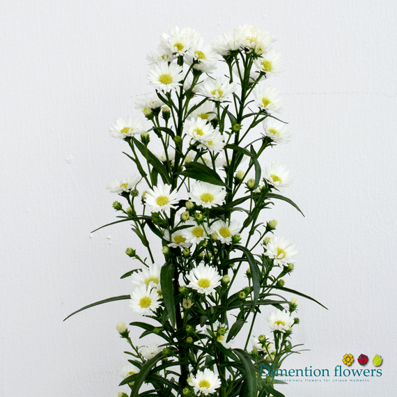 White Aster