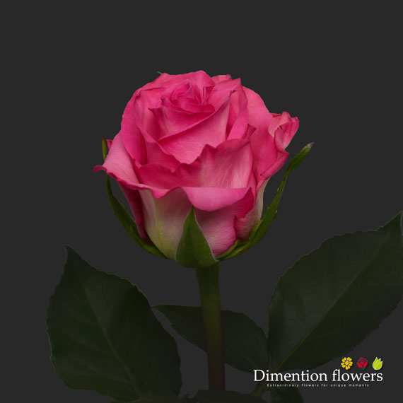 Enjoy Rose