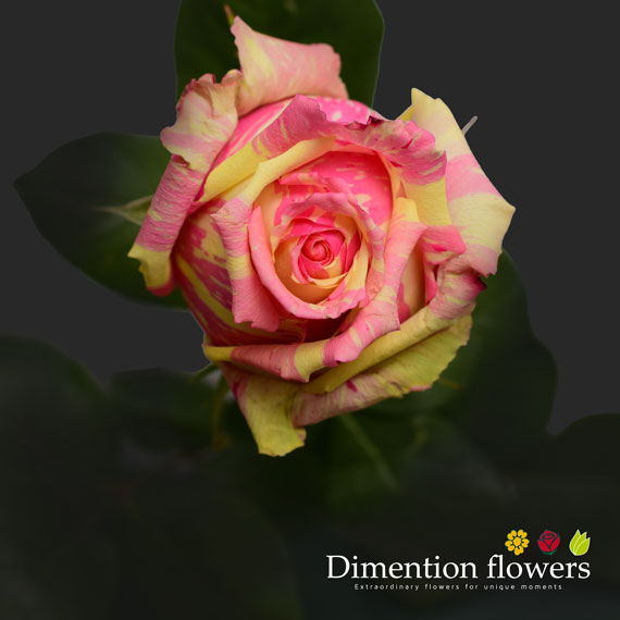 Fiesta Rose