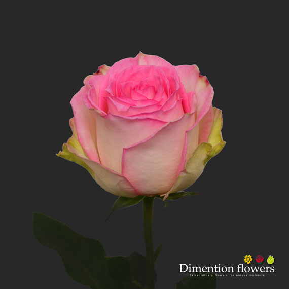 Esperance Rose