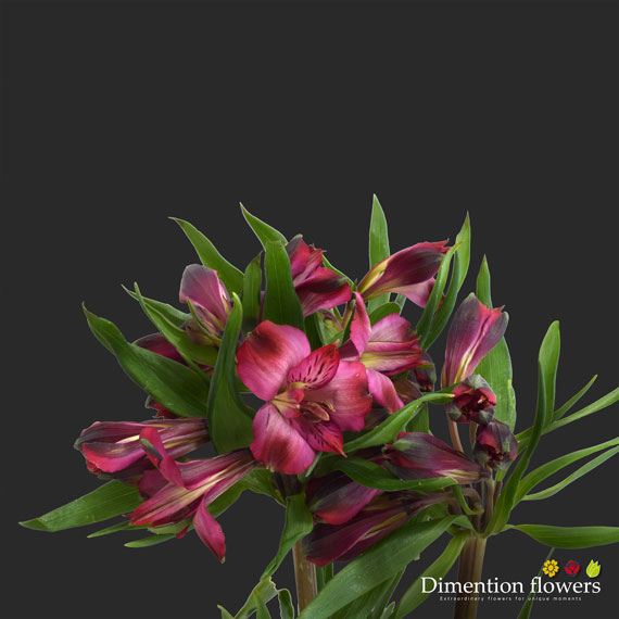 Hot Pink Alstroemeria