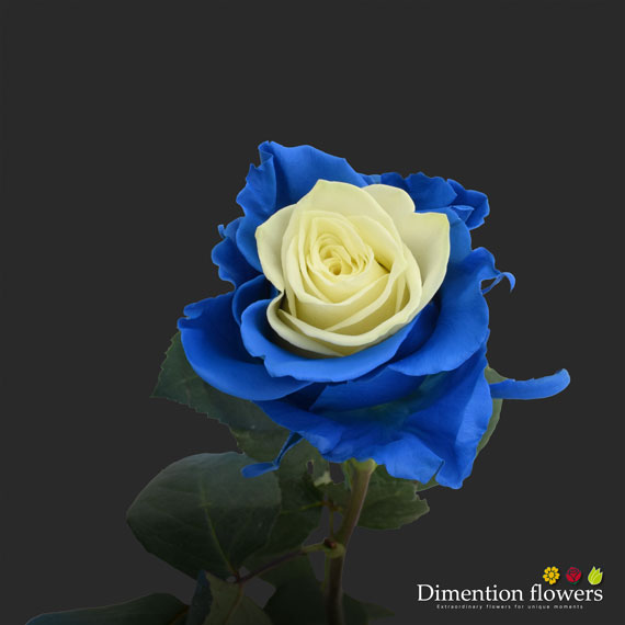 Tinted Rose 11