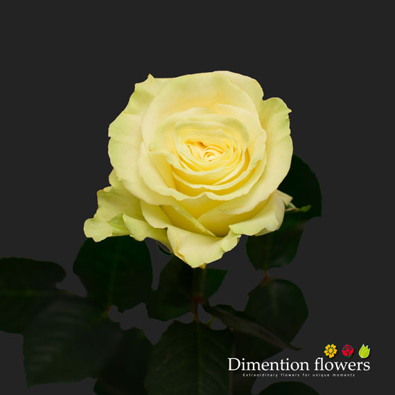 Mondial Rose