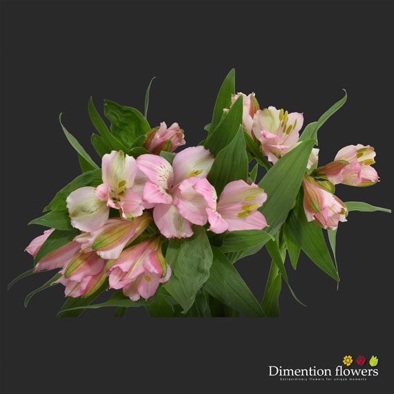 Light Pink Alstroemeria