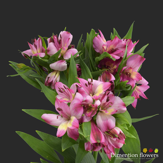 Purple Alstroemeria