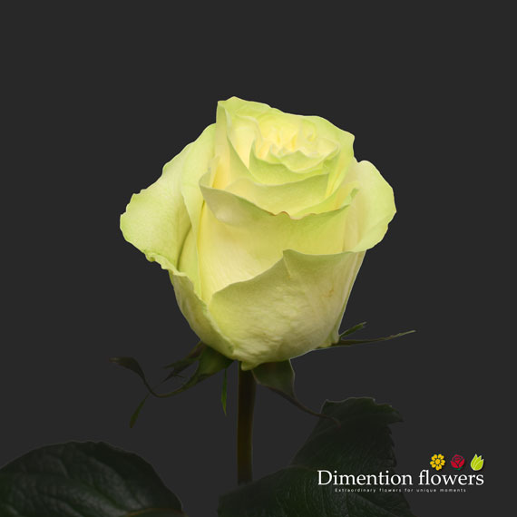 Moonstone Rose