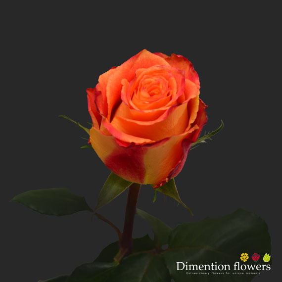 Silantoi Rose
