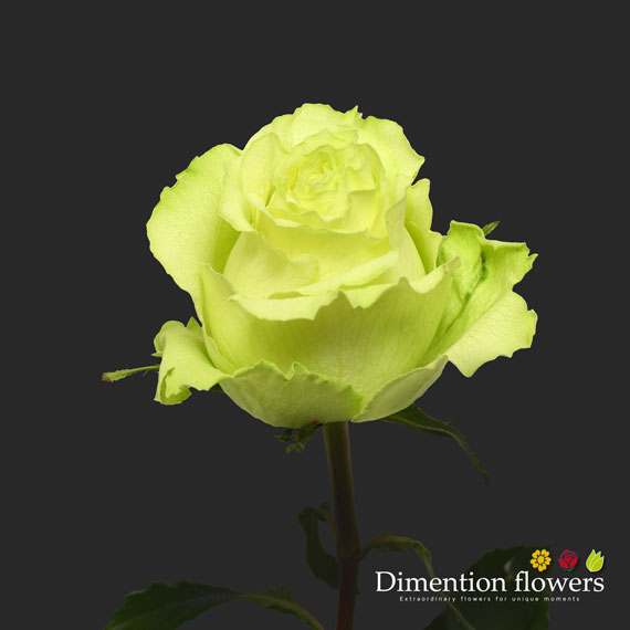 Lemonade Rose
