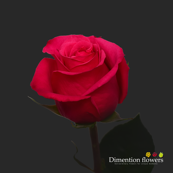 Cherry Oh Rose