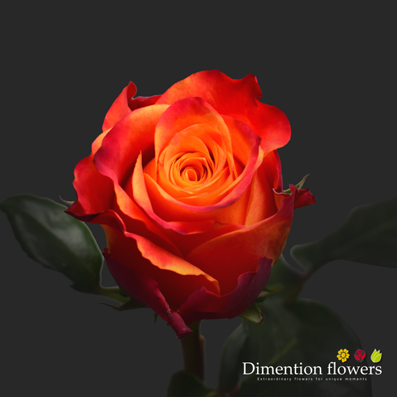 Atomic Rose