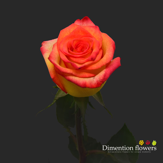 High Magic Rose