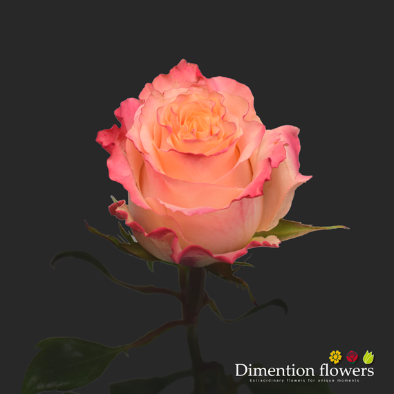 Carpe Diem Rose