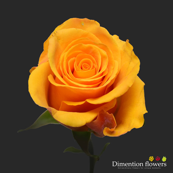 Tycoon Rose