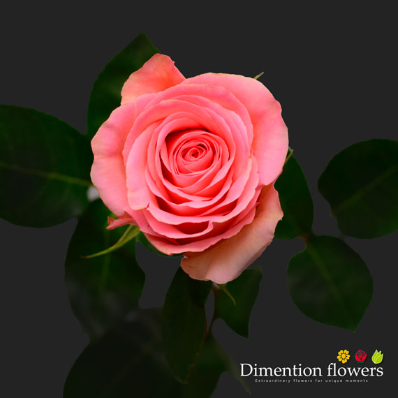 Saga Rose
