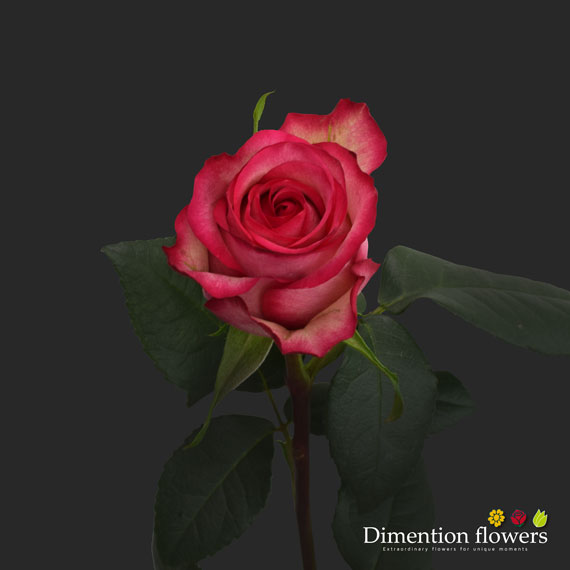 Carrousel Rose
