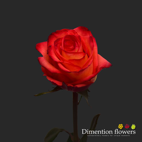 High Orange Rose
