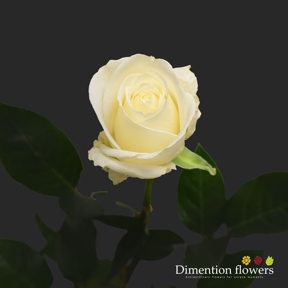 Tibet Rose