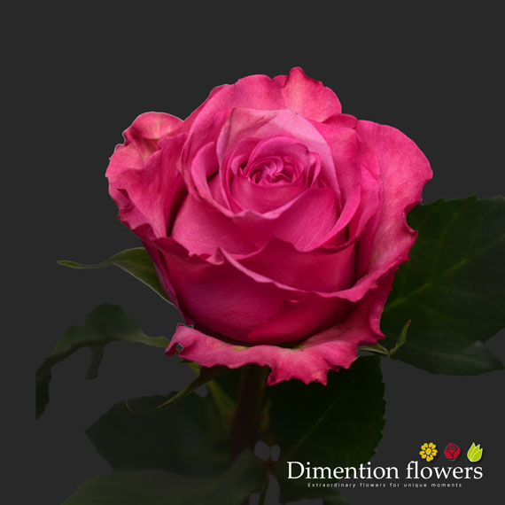 Queen's Crown Rose
