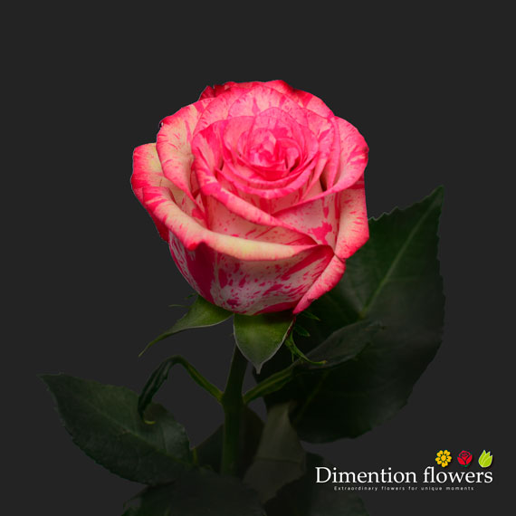 Magic Times Rose