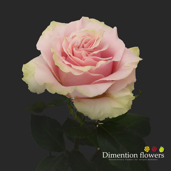 Frutteto Rose