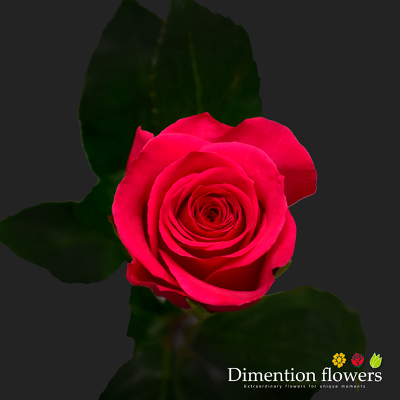Queen Berry Rose
