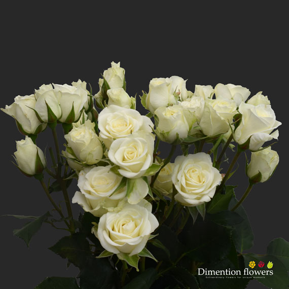 White Vivian Spray Rose