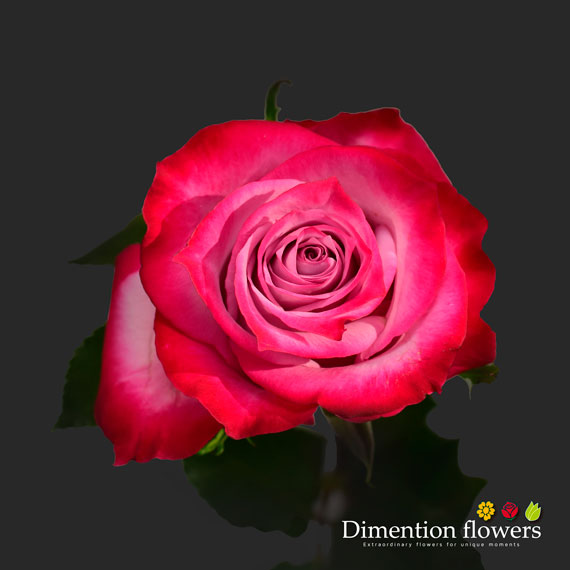 Deep Purple Rose