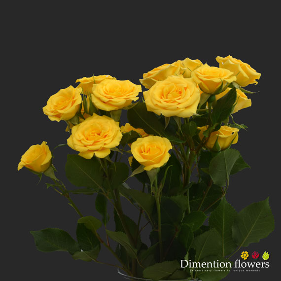 Yellow Babe Spray Rose