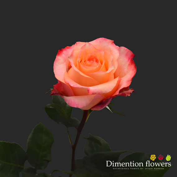 Twilight Rose