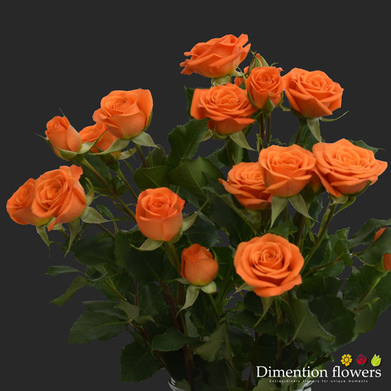 Orange Babe Spray Rose