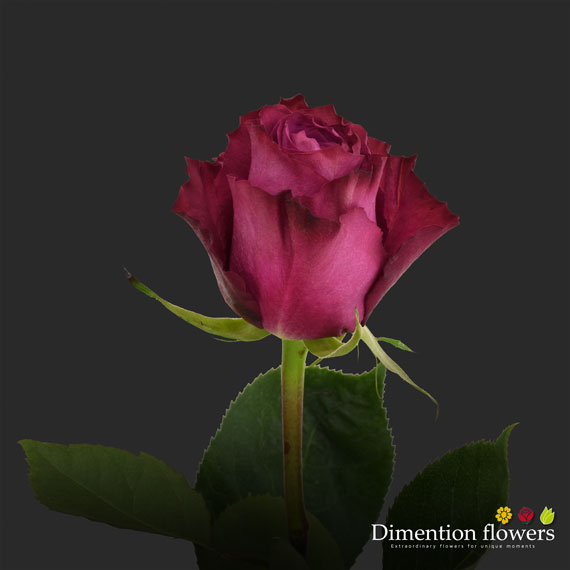 Blue Berry Rose