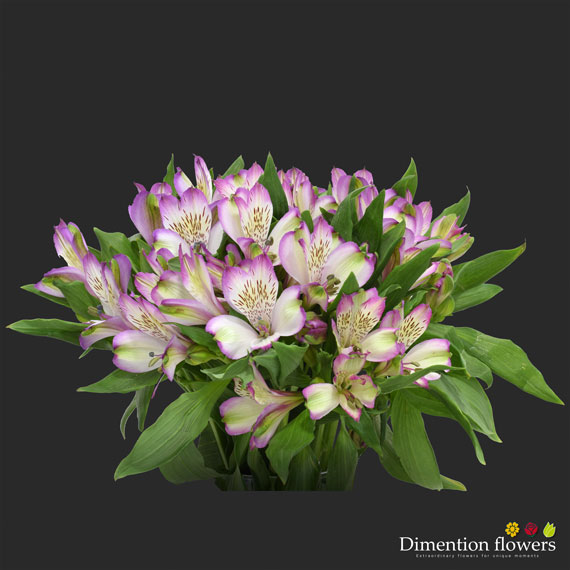 Purple Bicolor Alstroemeria 2