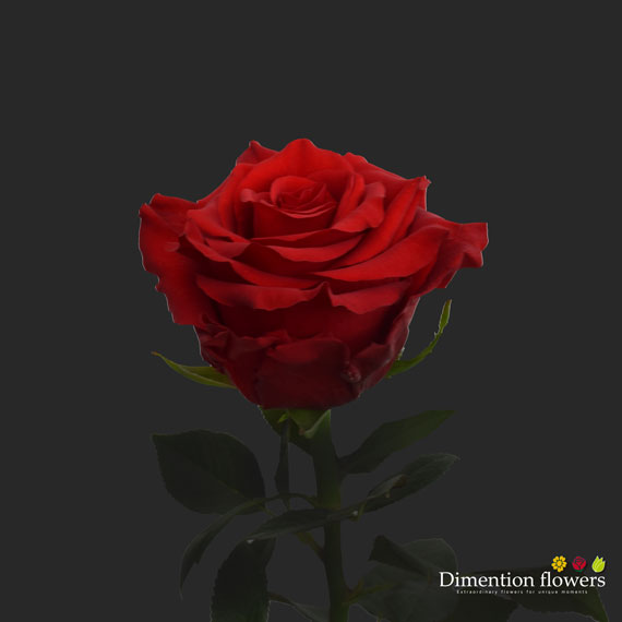 Royal Explorer Rose